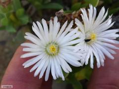 Erepsia forficata