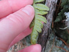 Polypodium hesperium