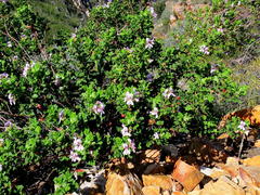 Pelargonium panduriforme