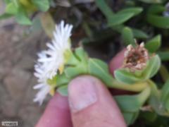 Erepsia forficata