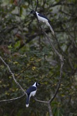 Cyanocorax mystacalis