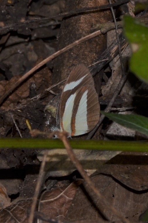 Itaballia marana image