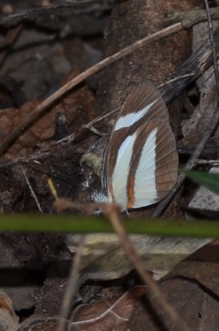 Itaballia marana image