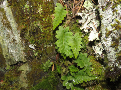 Polypodium hesperium