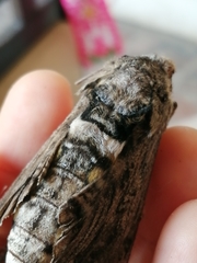 Manduca quinquemaculatus