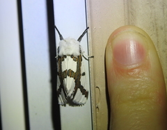 Euerythra phasma