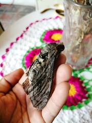 Manduca quinquemaculatus