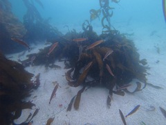 Halichoeres californicus