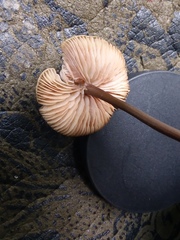 Entoloma conicum