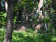 Odocoileus virginianus