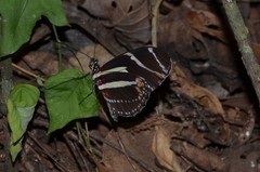Heliconius peruvianus