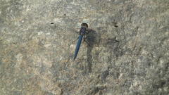 Trithemis dorsalis