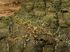 Thysanothecium scutellatum