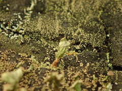 Thysanothecium scutellatum