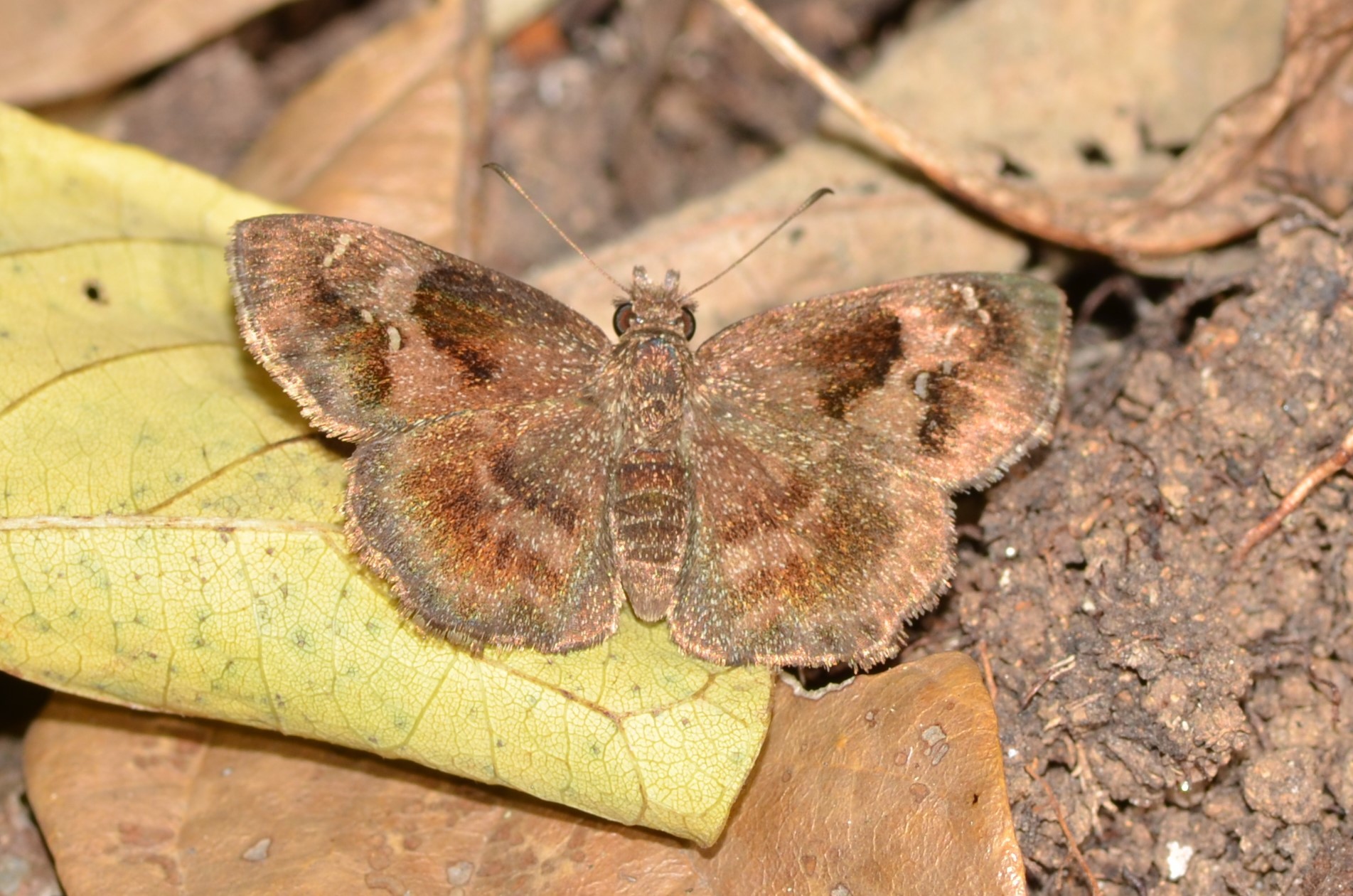 Staphylus cordillerae image