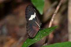 Heliconius himera