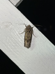 Plusiinae