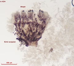 Proliferodiscus pulveraceus