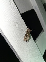 Plusiinae