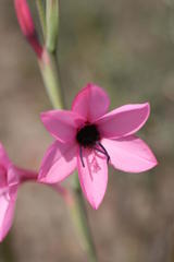 Watsonia strictiflora