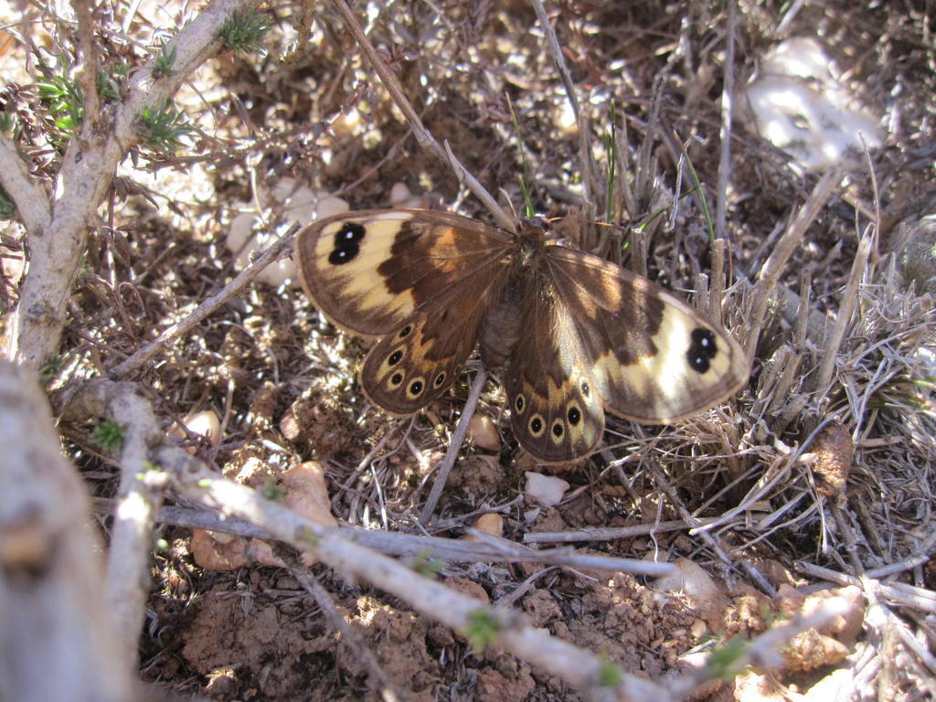 Broad Widows