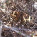 Torynesis mintha - Photo 由 Jannie Groenewald 所上傳的 (c) Jannie Groenewald，保留部份權利CC BY-NC