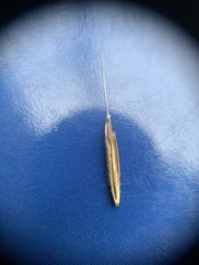 Bromus vulgaris