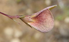 Aspalathus alpestris