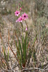 Watsonia strictiflora