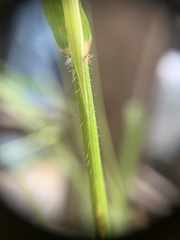 Bromus vulgaris