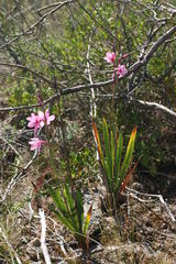 Watsonia strictiflora