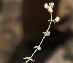 Galium hypotrichium inyoense