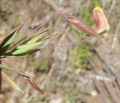 Aspalathus alpestris