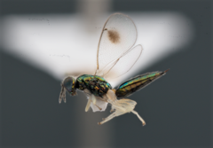 Chrysocharis