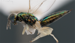 Chrysocharis