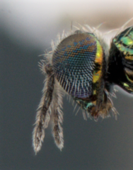 Chrysocharis