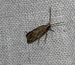 Spinitibia hodgesi