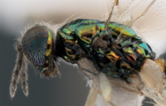 Chrysocharis