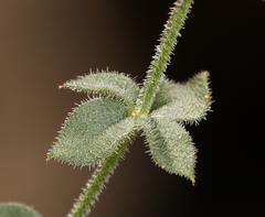 Galium hypotrichium inyoense