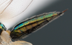 Chrysocharis