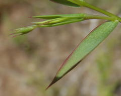 Aspalathus alpestris