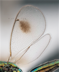 Chrysocharis
