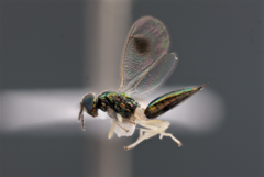 Chrysocharis