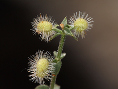 Galium hypotrichium inyoense