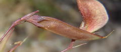 Aspalathus alpestris