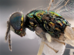 Chrysocharis