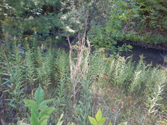 Erysimum hieraciifolium