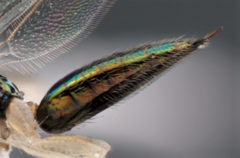 Chrysocharis