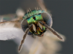 Chrysocharis