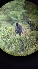 Trachypithecus francoisi